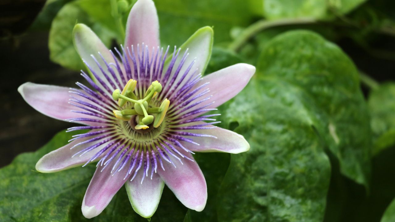 Blooming blue Passion Flower