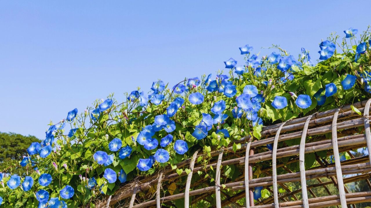 Blue petals of Mexican morning glory flowers or Ipomoea tricolor. on the fence