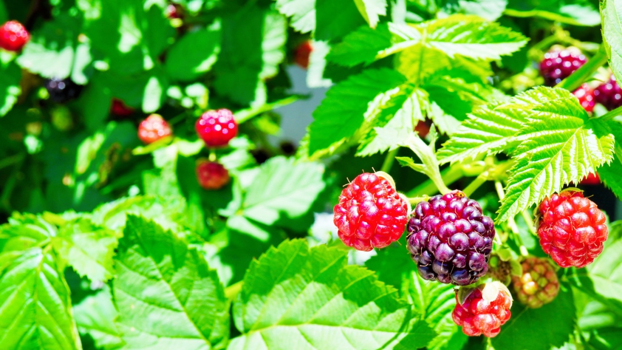 Lush leaves and ripe red and purple berries of boysenberry photographed in a bright garden, early summer