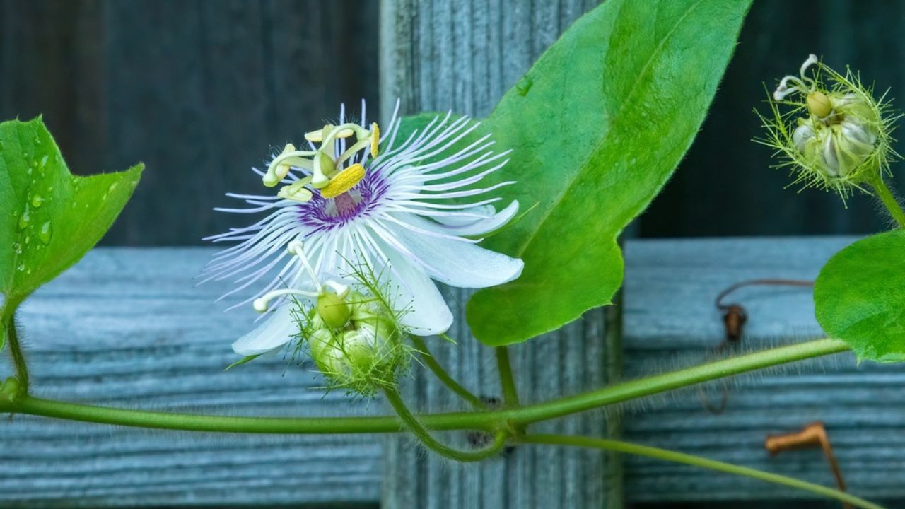 Bright blossom of corkystem passionflower (binomial name Passiflora suberosa), also known as corky passion vine, on a garden trellis after rain in Florida.