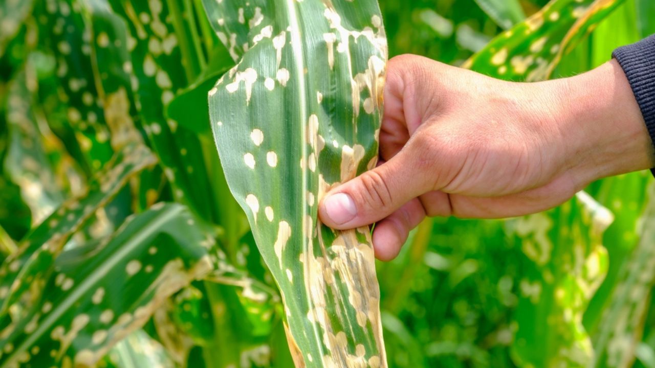 Close up hand of farmer touching corn leaves wilting and dead after wrong applying herbicide in cornfield. Damage to agribusiness, insured event, reason for indemnification events.