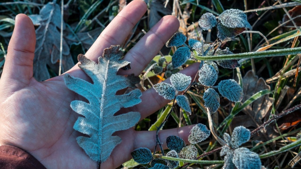Close up of a hand holding a frosted oak leaf, showcasing the delicate beauty of nature in winter