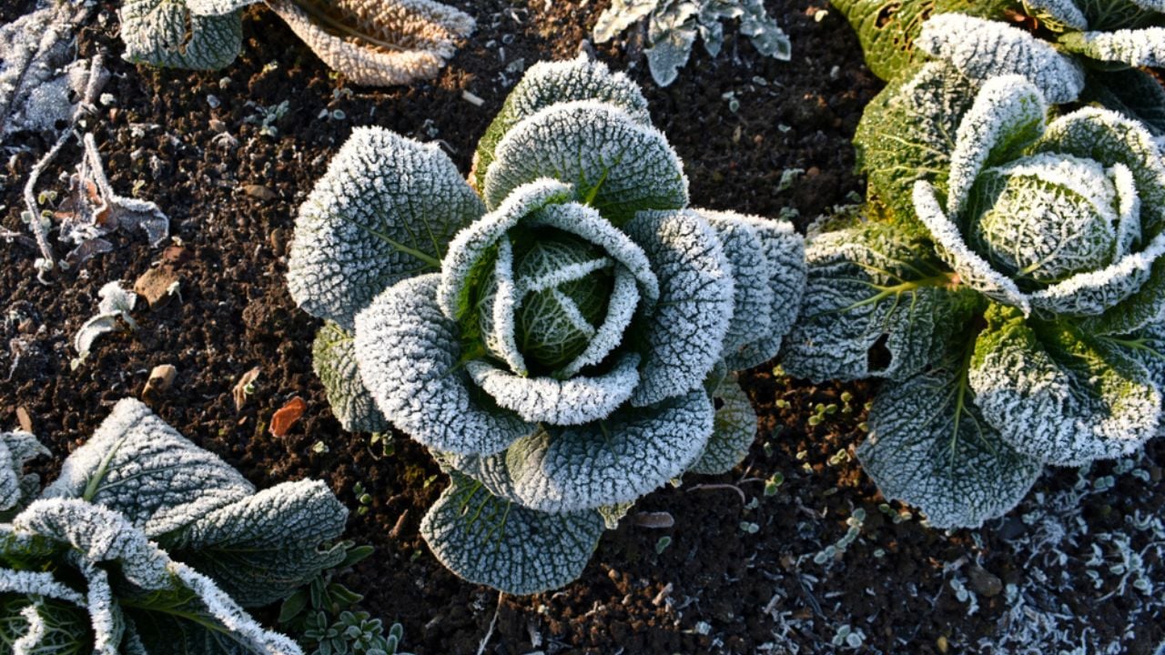 Close up of cabbage plant covered in frost, growing outside on a cold icy day, on an allotment in winter