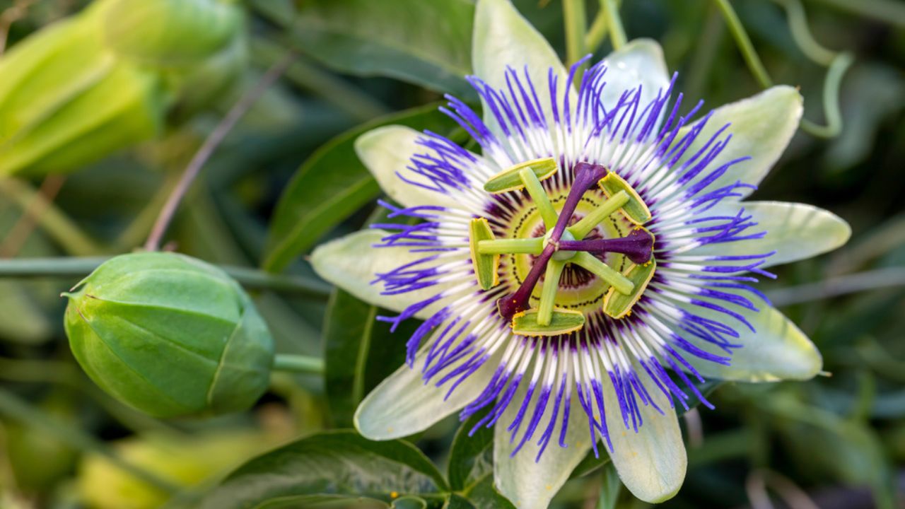 Close up passiflora. Passion Flower (Passiflora caerulea) leaf in tropical garden. Beautiful passion fruit flower or Passiflora (Passifloraceae).
