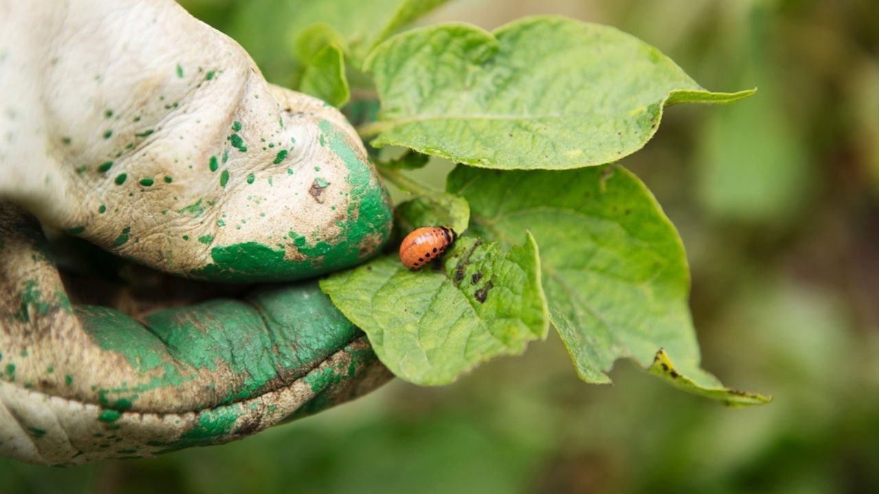 Colorado potato beetle eating the leaf and damaging the potato plant