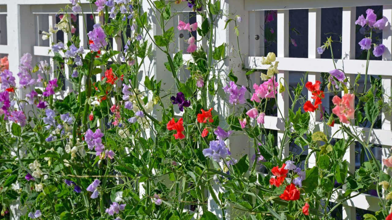 Colorful sweet pea flowers growing on trellis