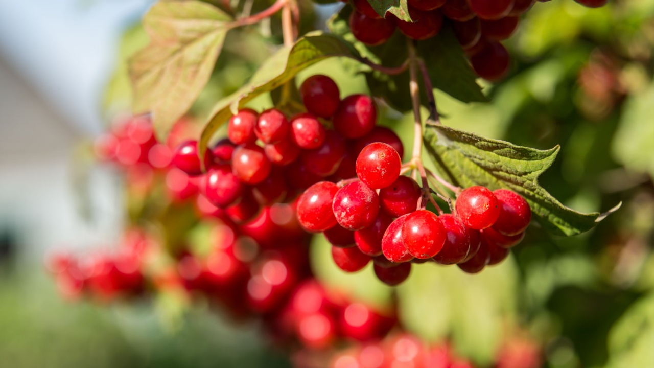 Closeup of Cranberry ripe on a bush. Authentic farm series.