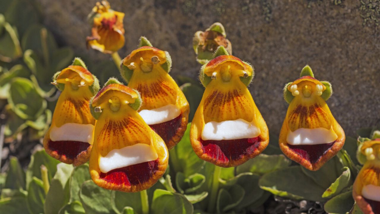 Darwins slipper flower Happy Alien plant Patagonia