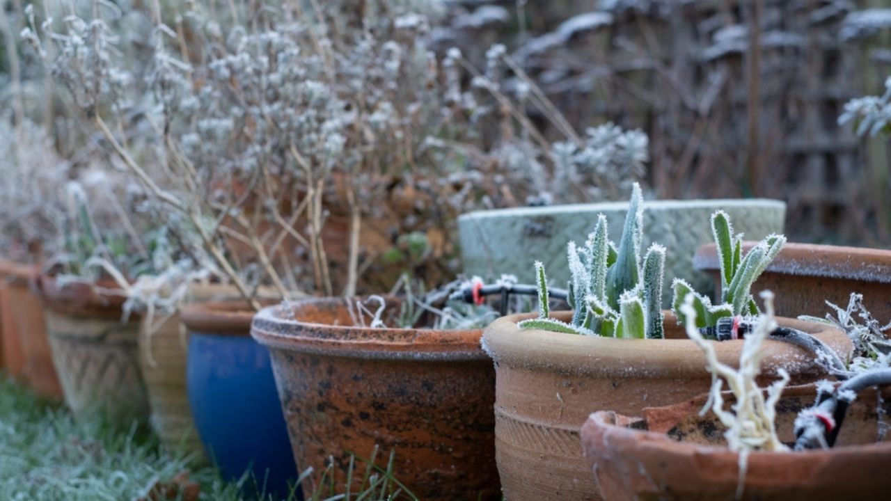 Decaying flower heads covered in frost, photographed on a cold winter's day in a suburban garden in Pinner, northwest London UK.