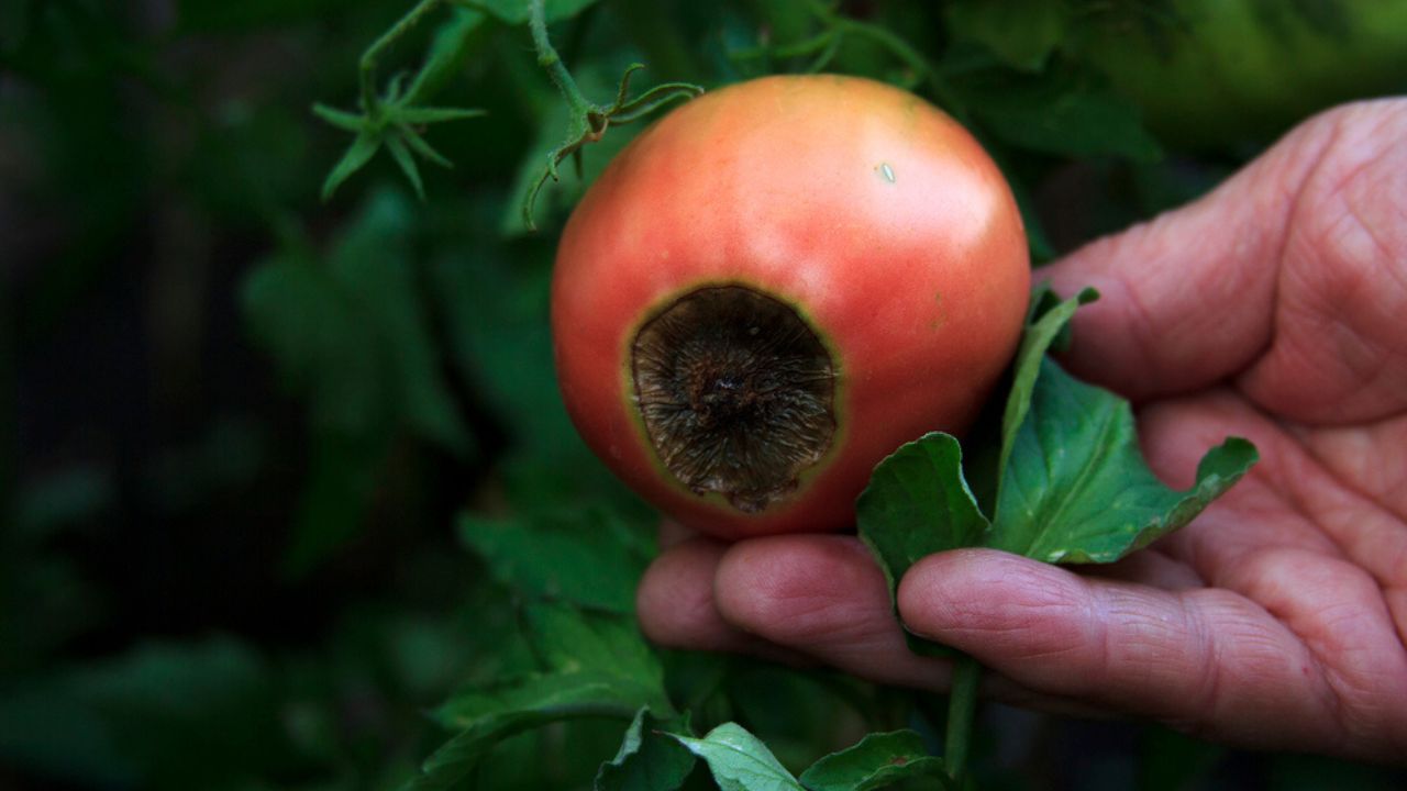 Disease of tomatoes. Blossom end rot on the fruit. Damaged red tomato in the farmer hand. Close-up. Crop problems. Blurred agricultural background. Low key