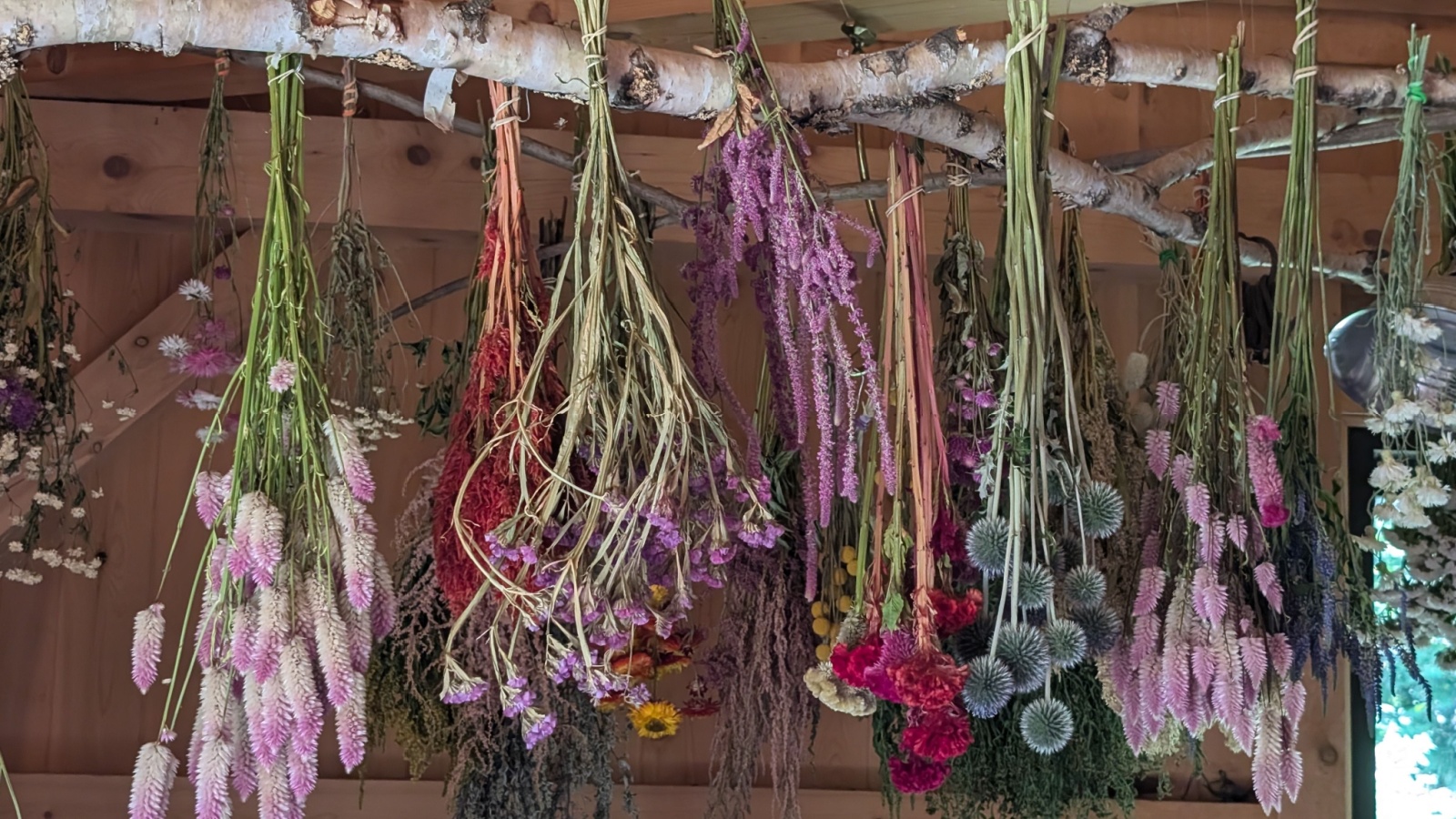 Bouquets of dried flowers drying from the ceiling