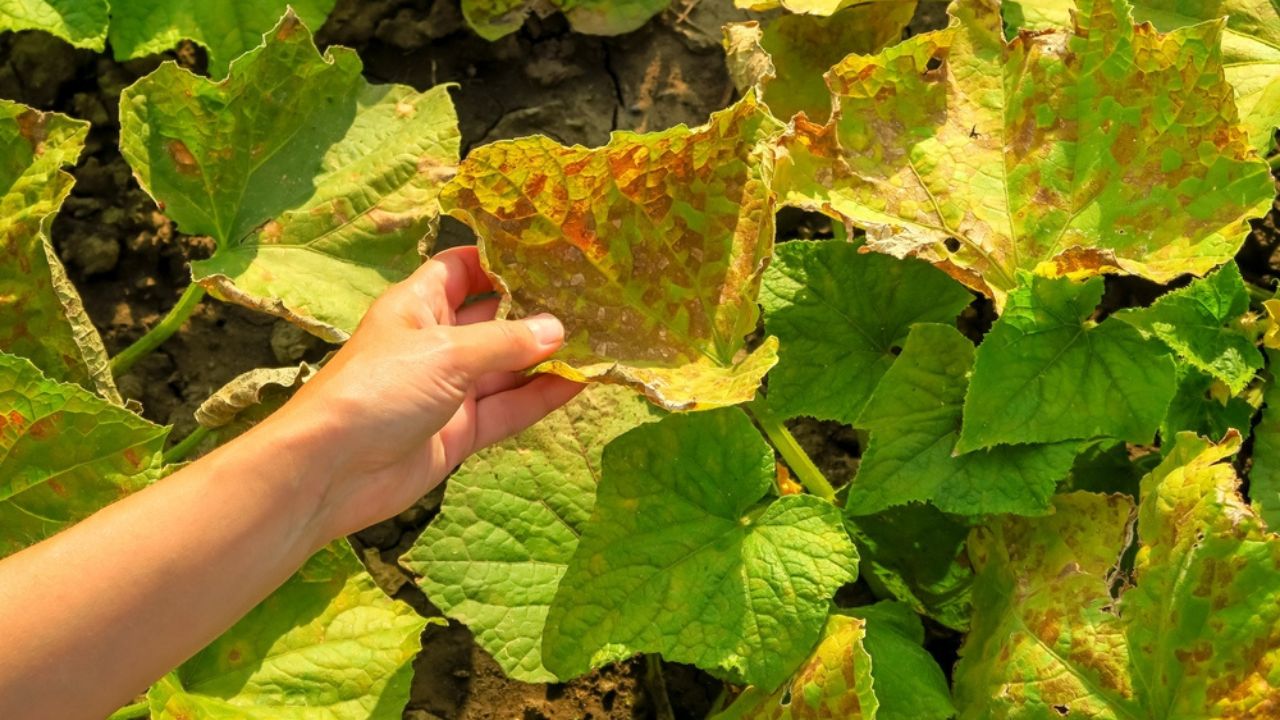 Dry yellow spoiled leaves of cucumbers. cucumber disease, pest problem, cucumber cultivation concept