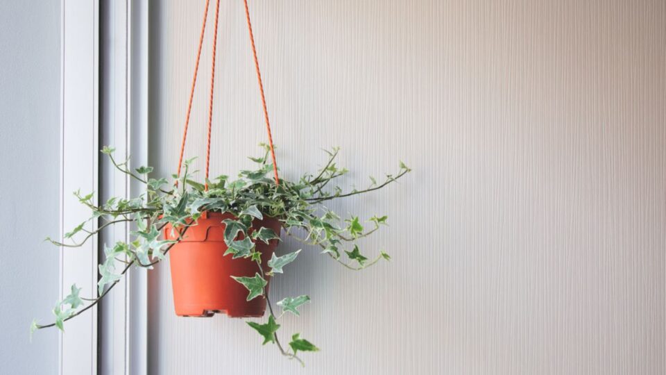 17 Plants That Repel And Keep Rabbits Out Of The Yard