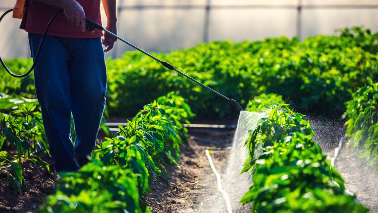 Farmer spraying vegetable green plants in the garden with herbicides, pesticides or insecticides.