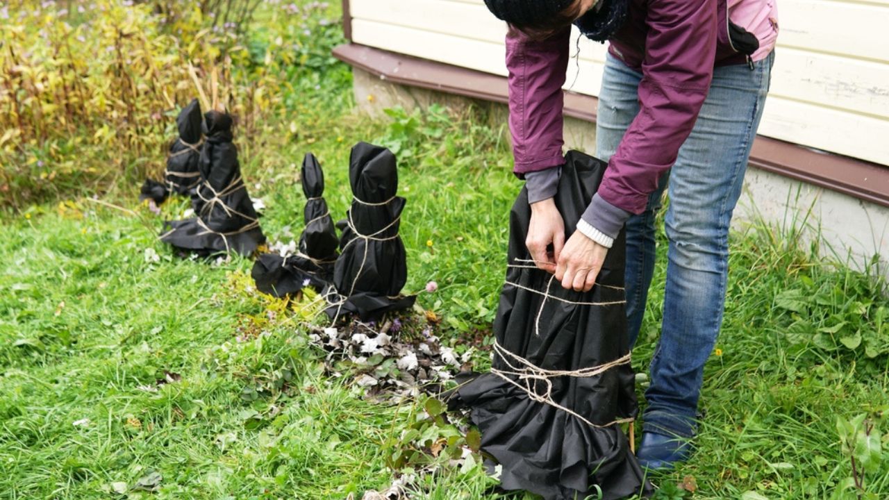 Female gardener shelters plants with special cloth in autumn day to protect them from snow and frost in coming winter