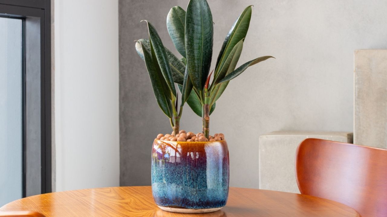 Ficus elastica (rubbery, black ficus, elastic, black prince) grown in unique enamel pots. Multi-colored planters. Decoration in the living room. Houseplant care concept. Indoor plants.