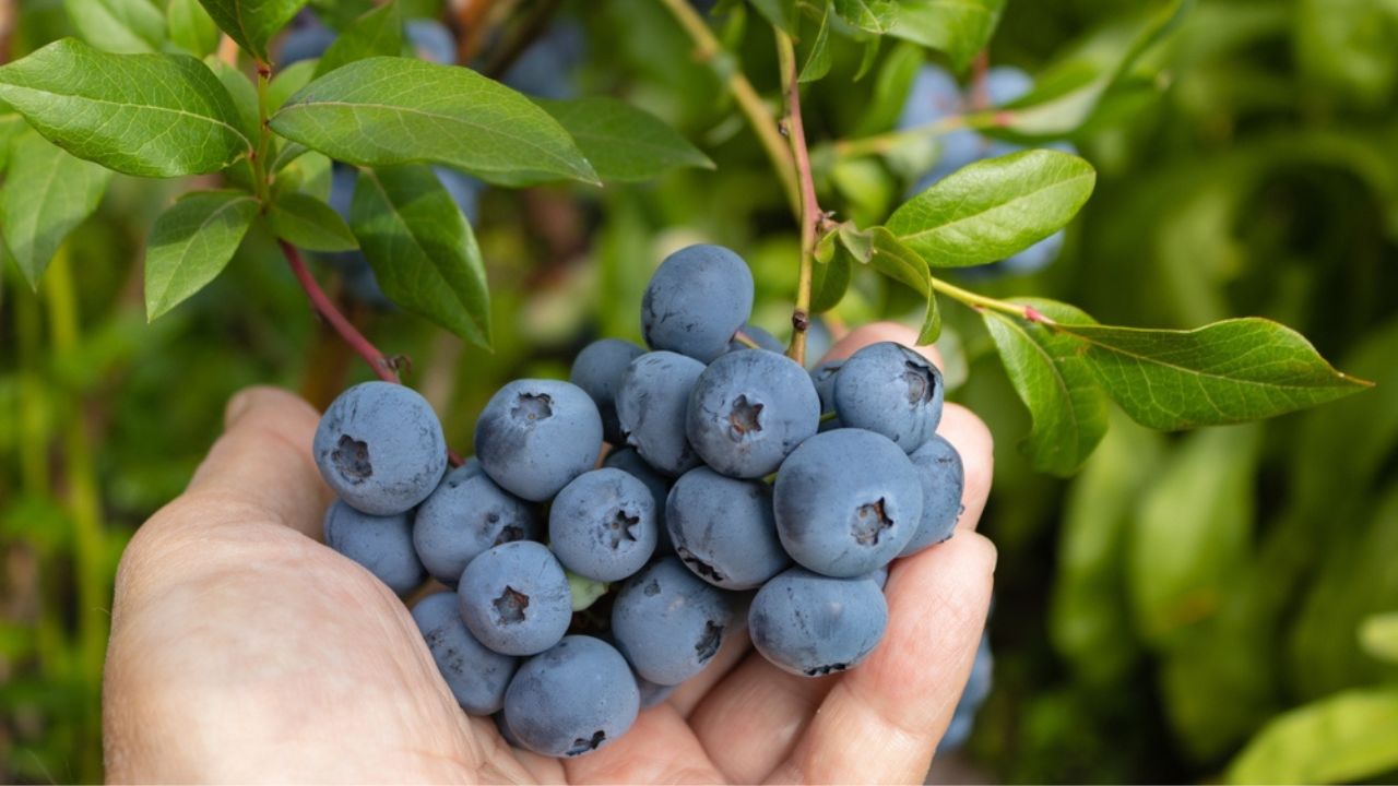 Garden blueberries are delicious, healthy berry fruits. Vaccinium corymbosum, blueberry. Man's hand holding a bunch of blue ripe berries, close up