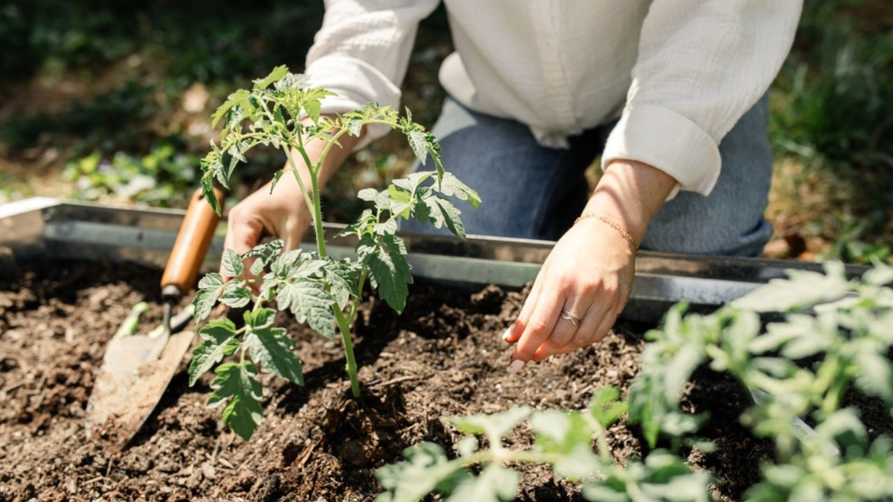 Gardener plants tomatoes in a sunny garden bed