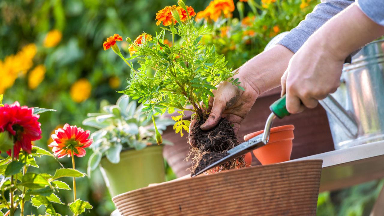 Gardeners hand planting flowers in pot with dirt or soil