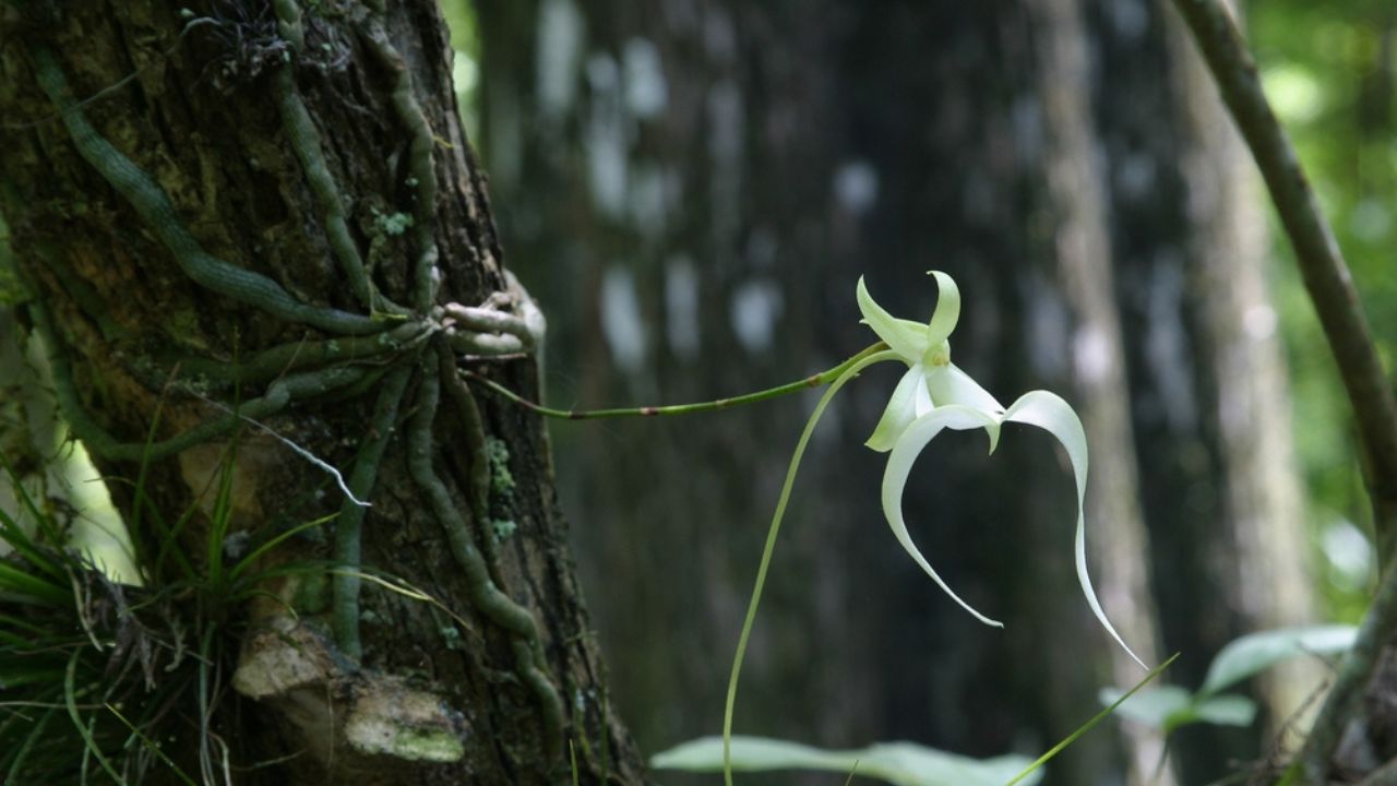 Ghost Orchid - Dendrophylax lindenii - in Fakahatchee Strand State Preserve, Florida in bloom..