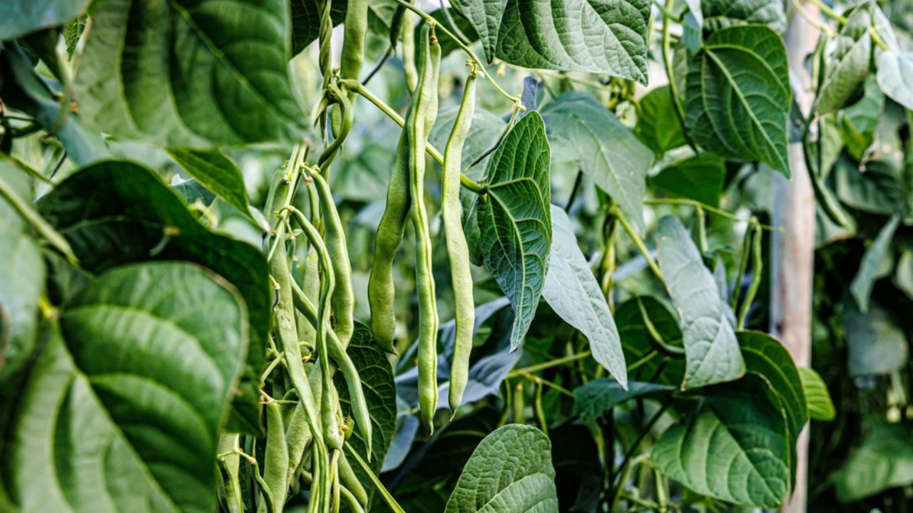 Green bean pods plantation. String beans grow in a farmer's field. Rich harvest of beans in the garden