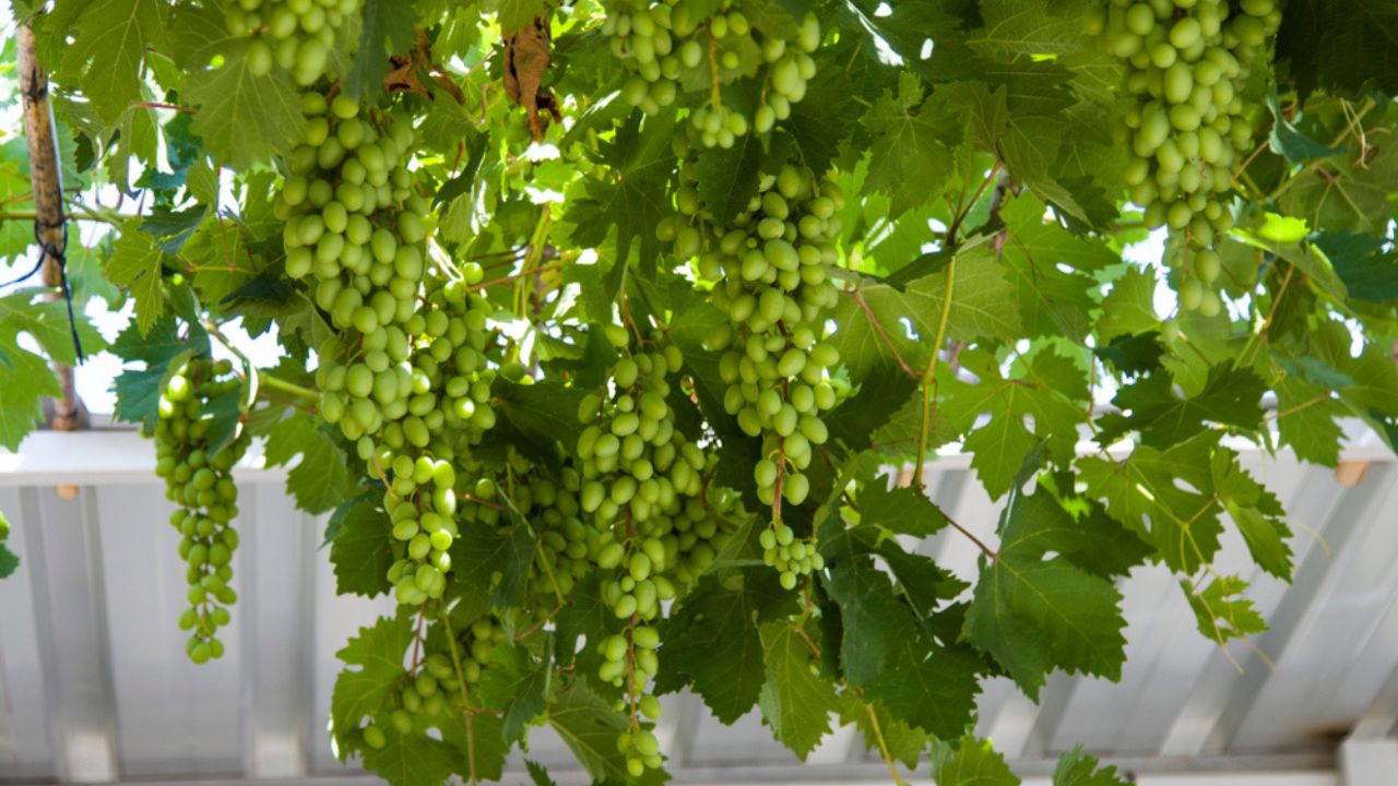 Green bunches of grapes on a shrub in the garden. Grape Vine, Vine, vineyard plantation