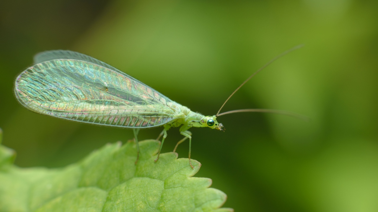 A small tiny butterfly Green lacewings, Chrysopidae with thin transparent mesh wings.