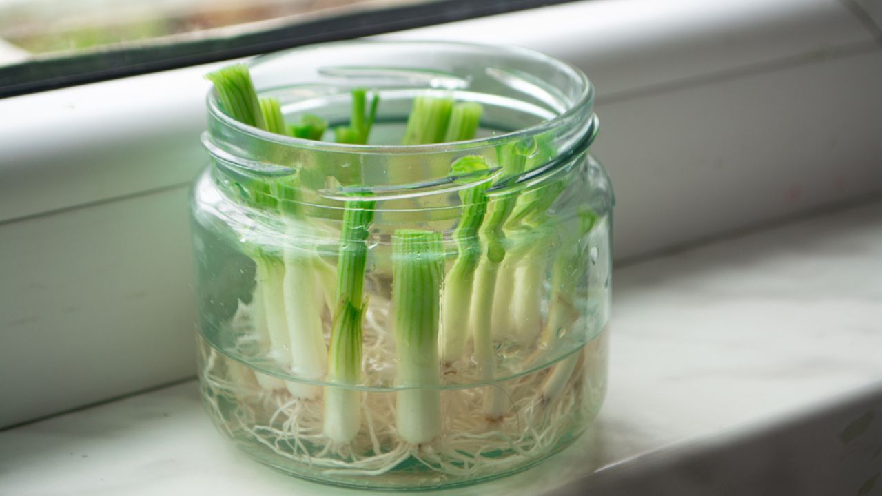 Growing green onions scallions from scraps by propagating in water in a jar on a window sill