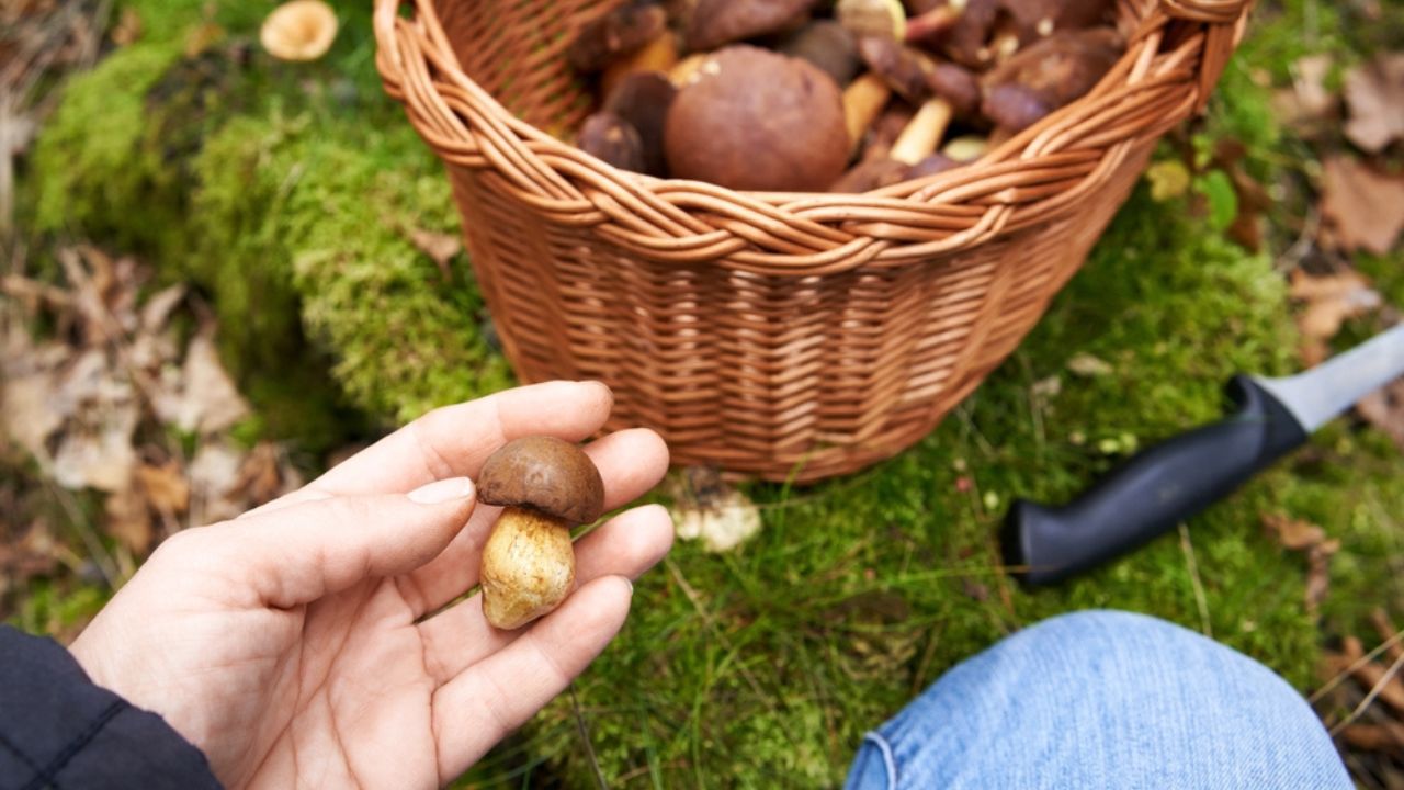Hand holding a small pine bolete in front of a basket of edible mushrooms in the forest