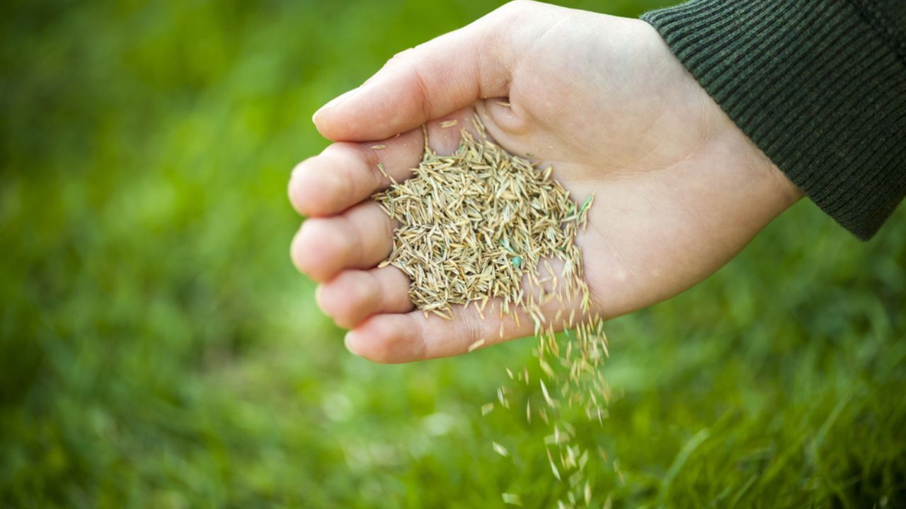 Hand planting grass seeds