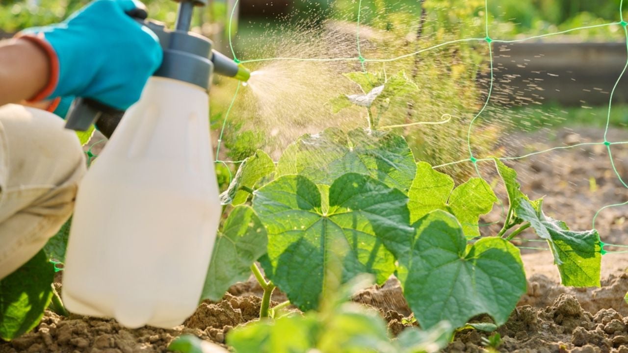 Hands with spray spraying cucumber plants, protection from fungal diseases, fertilizers