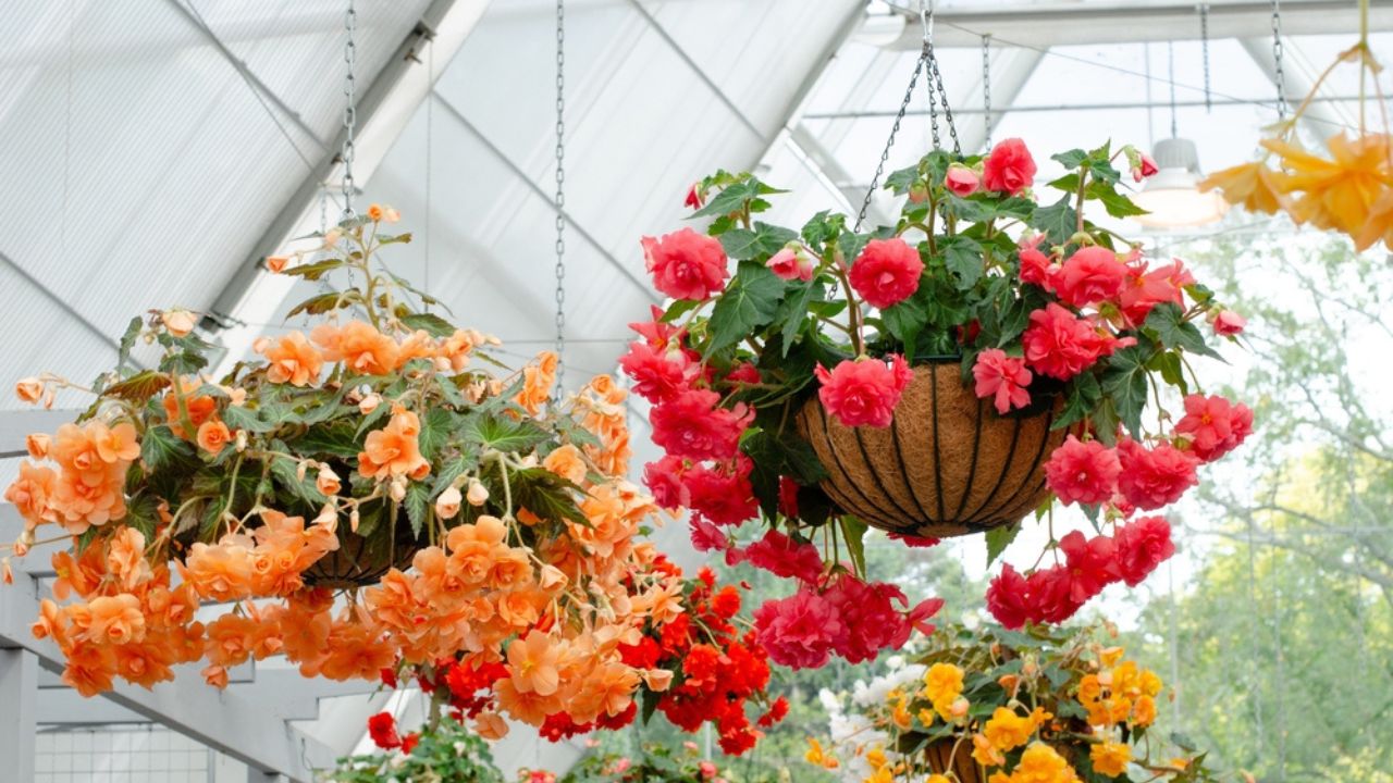 Hanging plant baskets with vibrant Begonia blooming flowers in a filtered light greenhouse with the translucent panels.