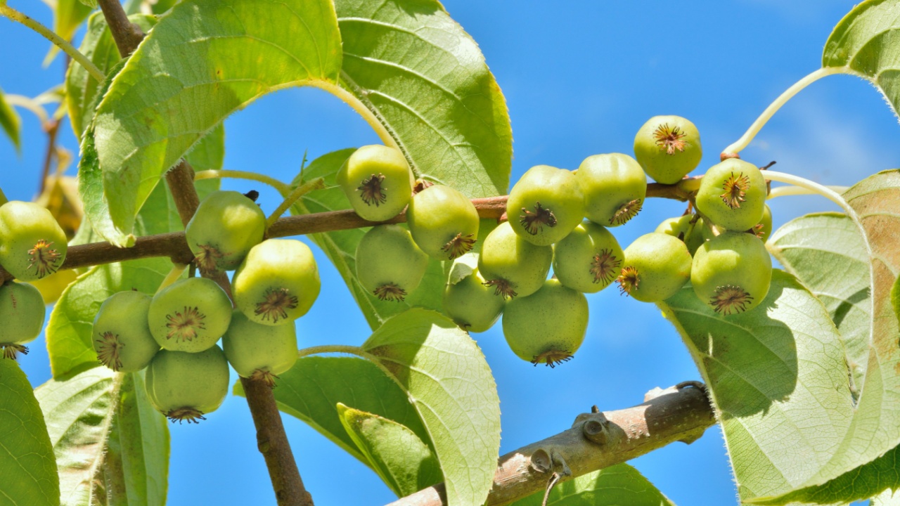 A close up of the branch of wild far-eastern liana with berries (Actinidia arguta) (hardy kiwi).