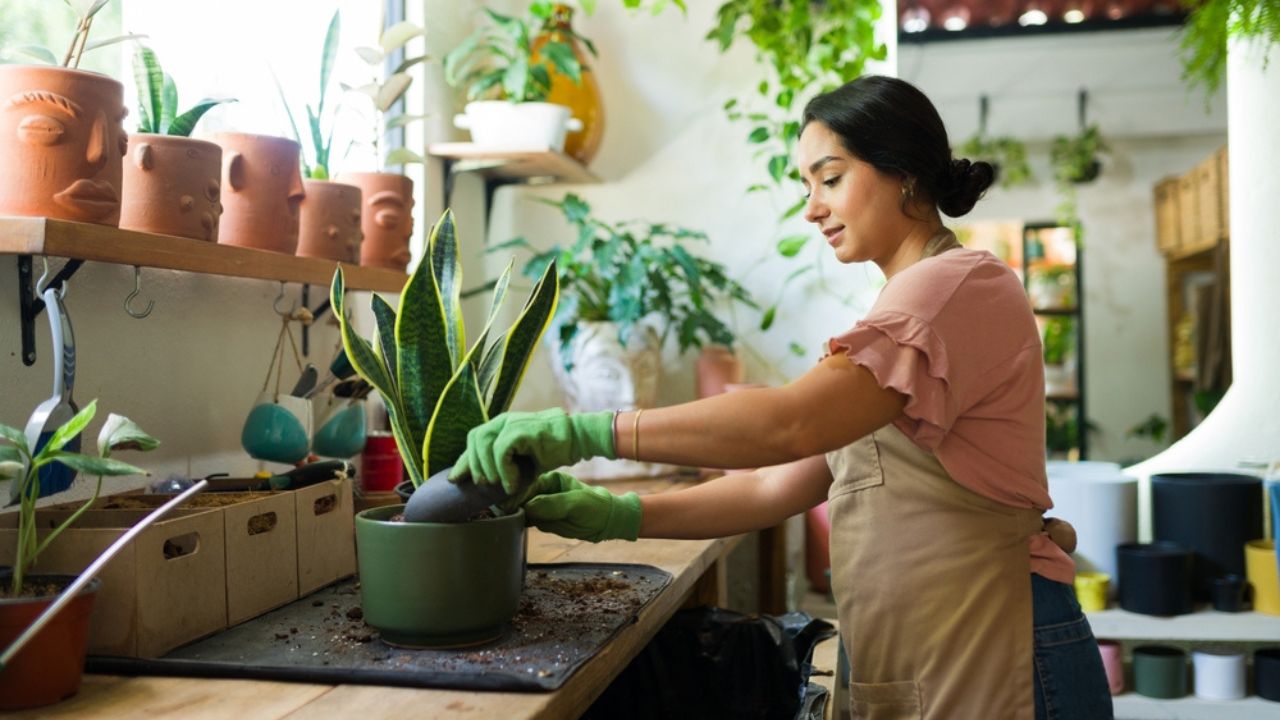 Hispanic woman repotting a snake plant in a cozy plant shop, showing care and passion for gardening and nature