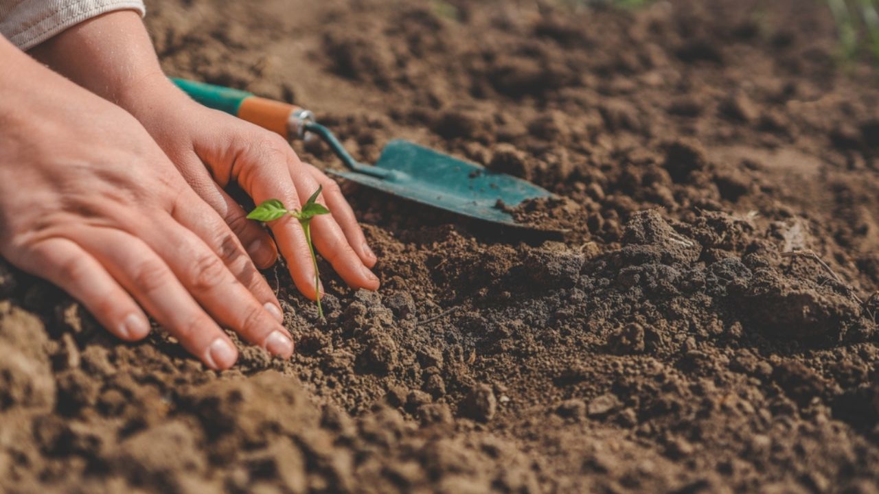 Human hands taking care of a seedling in the soil. New sprout on sunny day in the garden in spring.