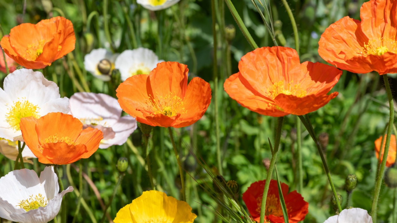 Close up of Icelandic poppies (papaver nudicaule) in bloom