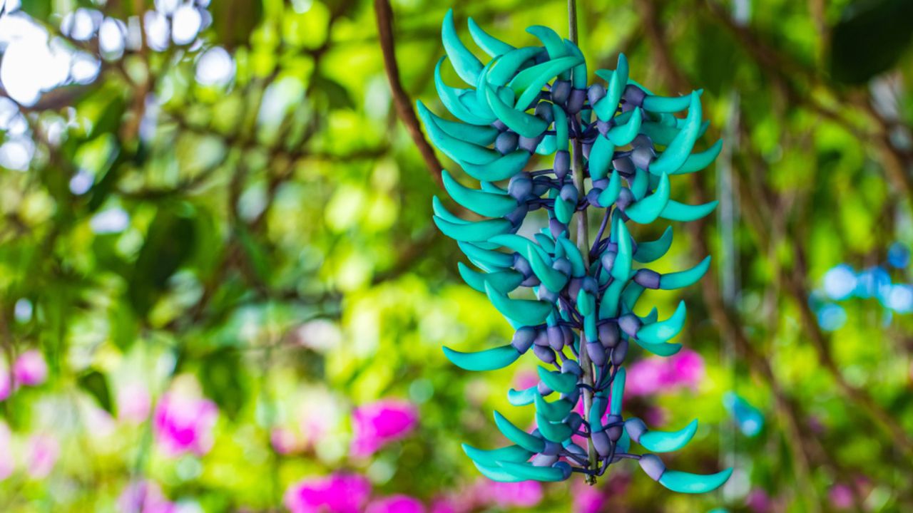 Jade vine, colorful of flower in the garden.