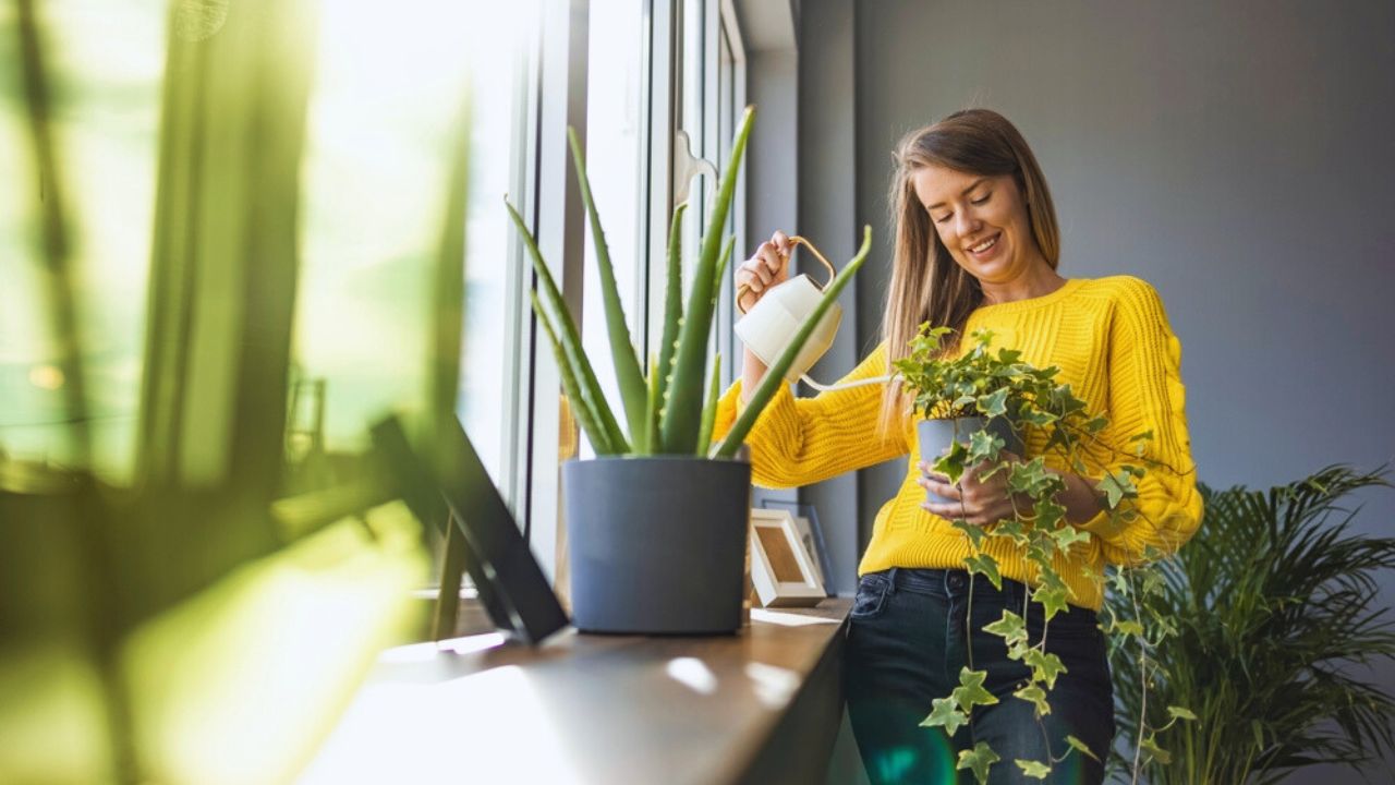 Joyful young woman enjoys her time at home and watering her plant by the window at home. woman takes care of her fern water on the tree on a relaxing day in the garden at home.
