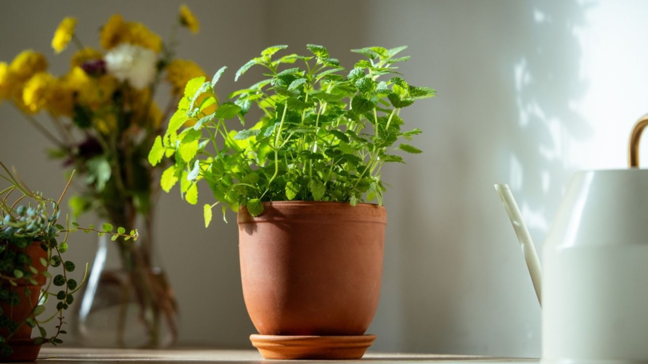 Lemon Balm (Melissa) plant in terracotta pot on table, soft focus. Growing aromatic fresh mint, lemon balm herbs at home for tea. Homegrown concept