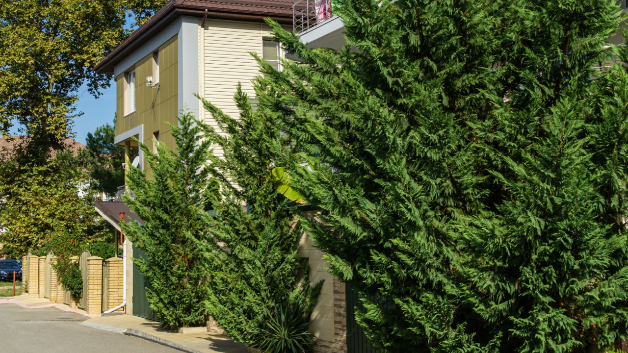 Lush vibrant green foliage of branches cupressocyparis Leylandii. Evergreens grow in narrow streets of Olginka village, where hotels and houses are located.