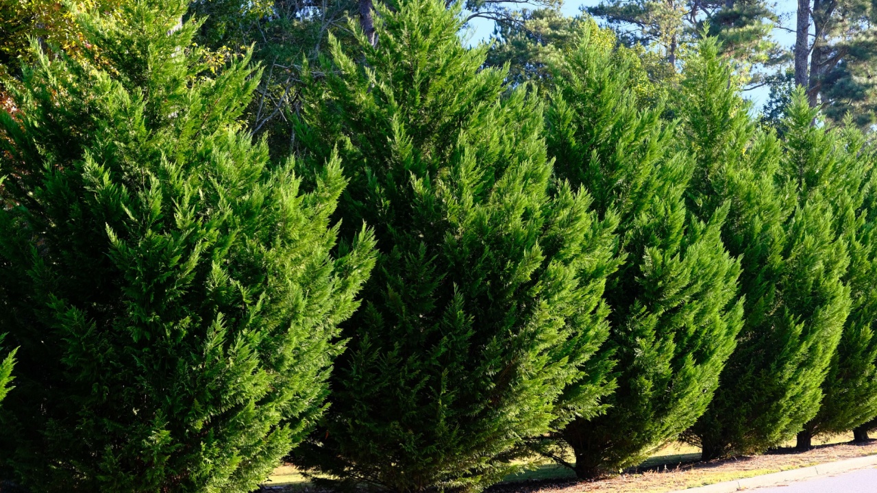 Leyland Cypress Trees in a Row along Road as hedge