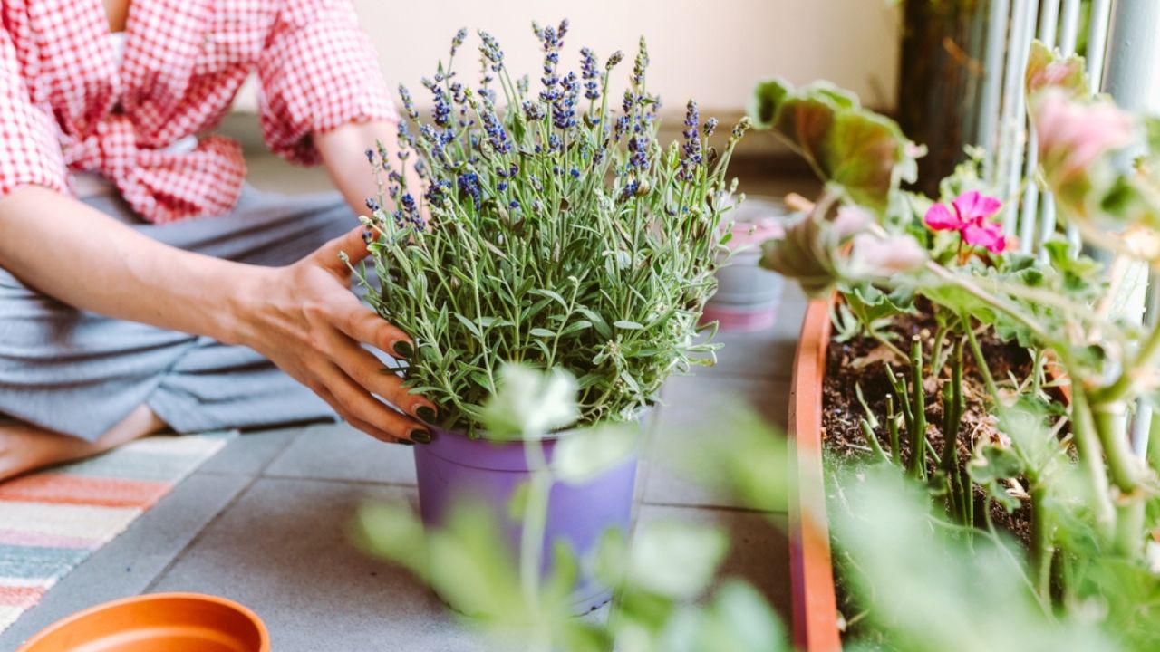 Lush spring green garden with different plants. Young attractive woman in plaid shirt with brown eyes sits on terrace, balcony, takes care lavender flower in flower