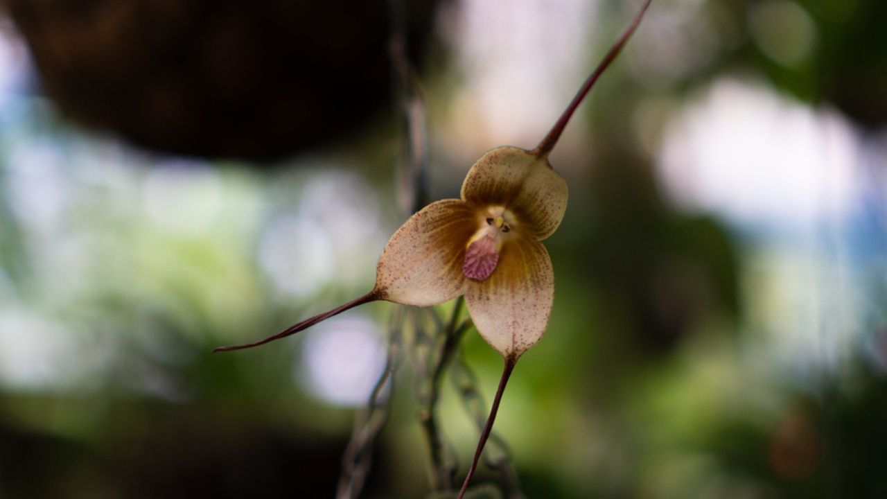 Monkey-Faced Orchid in botanical garden