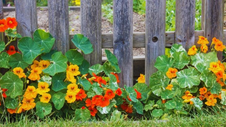 Grow These Companion Plants With Nasturtiums for a Happier Garden