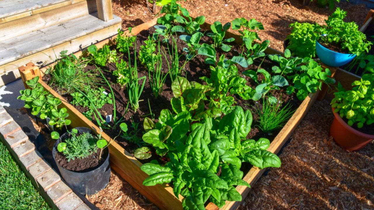Nothing is fresher than food from your own garden. Planted in spring, this raised backyard garden bed is loaded with a variety of herbs and vegetables ready to be harvested in summer.