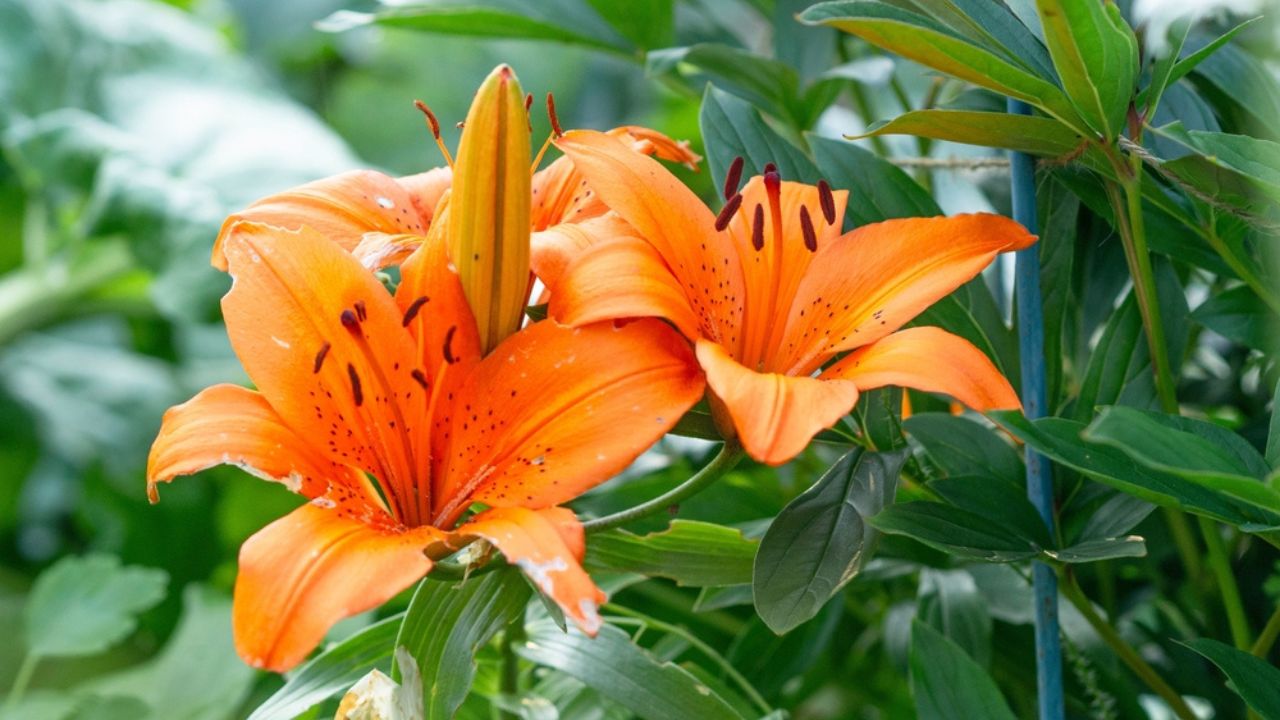 Orange flowers of Fire lily, Lilium bulbiferum, growing in a garden, green foliage on a background