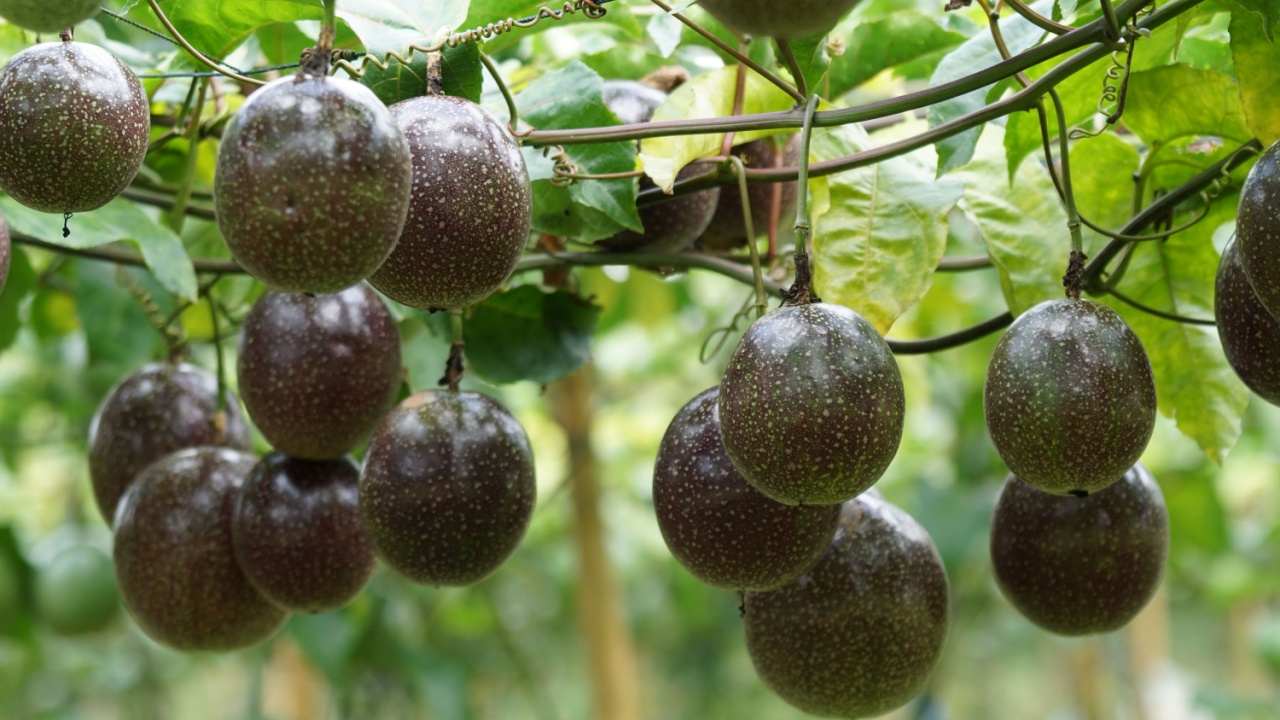 passionfruit or Passiflora edulis, Common passionfruit, Jambhool fruit, passion fruit