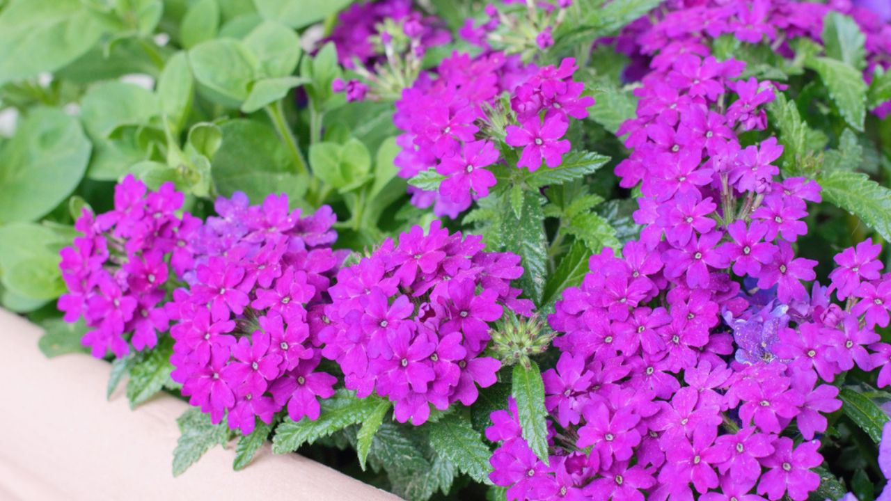 Purple Verbena flowers planted in the pot, summer teracce or window decoration.