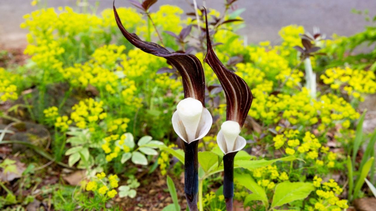 Rare flower of arisaema sikokianum that blooms in spring.