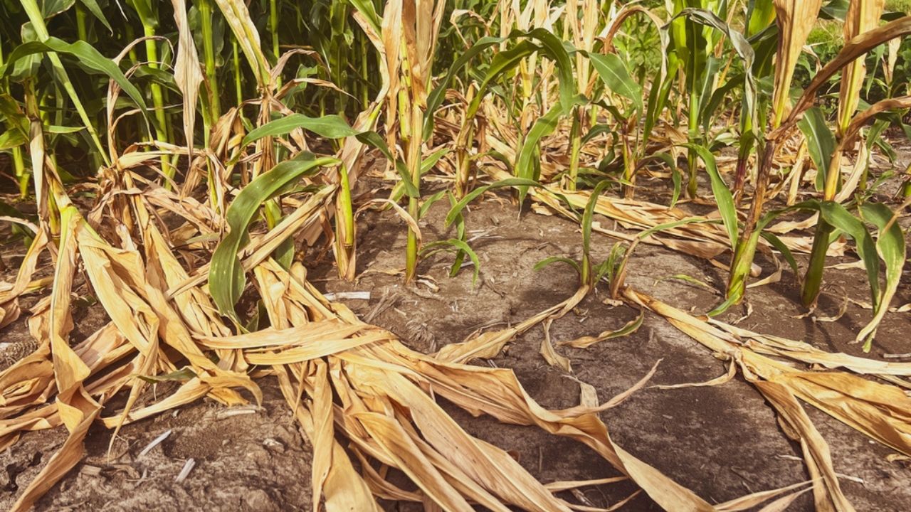 Sad looking dry and damaged corn crop plants in an agricultural field. The plants have fallen to the ground and are dead due to extreme weather.